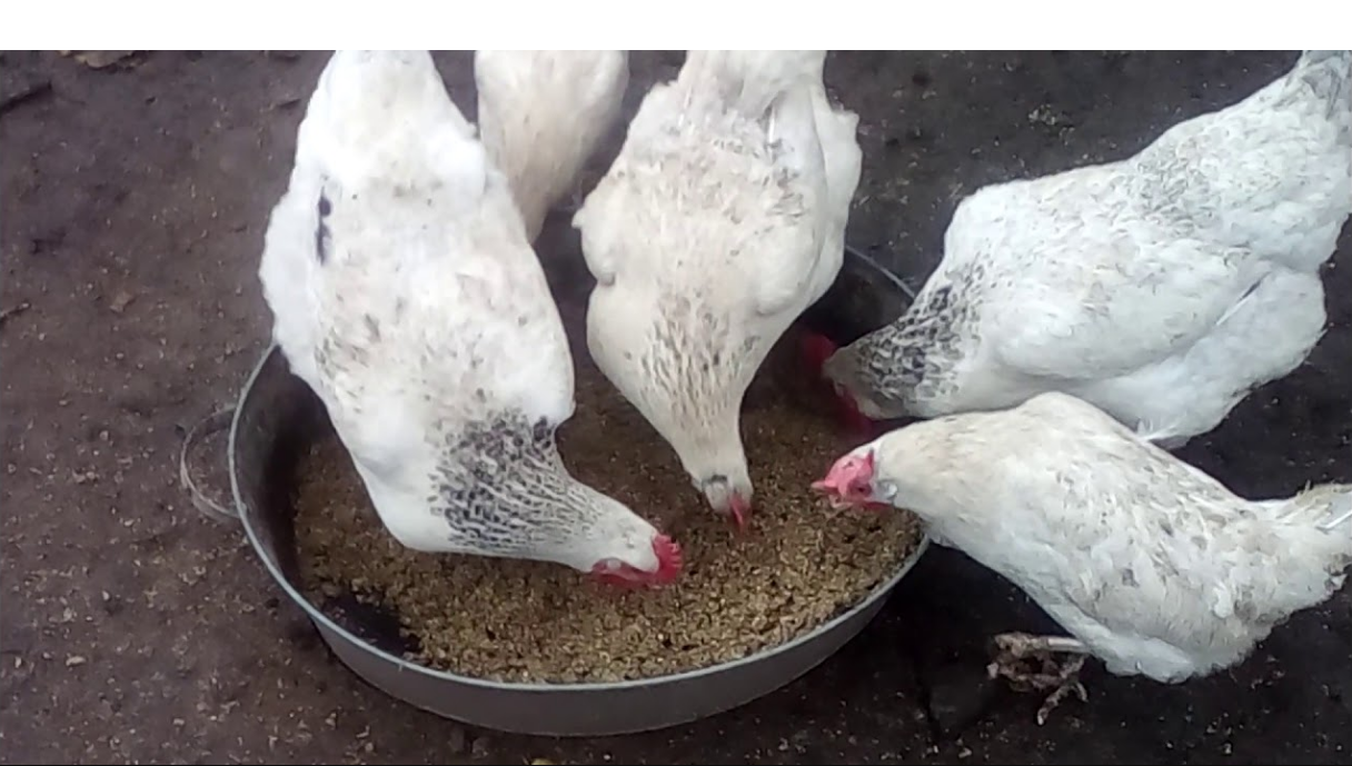 What Types of Food Does the Master Grey Chicken Eat