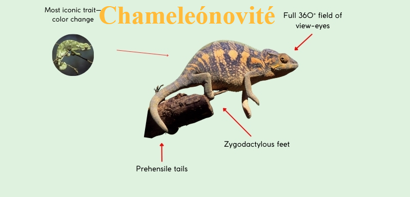 Chameleónovité